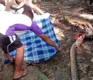 Maut di Kebun: Kronologi Lengkap Petani Busel yang Jadi Mangsa Piton