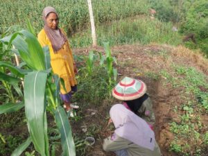 Monyet Tak Lagi Ganggu Ladang, Mahasiswa UNU Ciptakan Jalur Pepaya di Batas Hutan