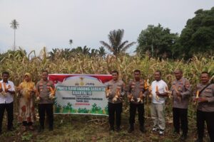 Polres Halteng Gelar Panen Raya Jagung Serentak, Wujud Nyata Dukungan Swasembada Pangan 2025