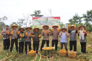 Polres Dumai Bersama Polsek Bukit Kapur Melaksanakan Panen Raya Jagung Guna Dukung Ketahanan Pangan Nasional